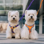 Small Medium Dogs Harness Vest Walking Traction Rope Reflective Straps, Soft Mesh Harness Breathable Pet Supplies - Image 2
