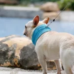 Pet Summer Cooling Ice towel Mesh Breathable Dog Scarf French Bulldogs Pugs Neck Cover Lightweight Quick Drying - Image 7