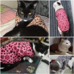 Leopard Print Pet Cat Vest Clothes Comfortable Soft Sleeveless Pets Shirt Breathable Cats Pullover For Sphynx Kitten Kitty Puppy - Image 5