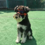 UV Protective Goggles for Dogs Cat Sunglasses Cool Protection Eyewear for Small Medium Dogs Outdoor Riding Pets Accessorie - Image 2