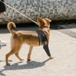 Adjustable Dog Rear Leg Brace Knee Joint Support Wrap for Large Dogs Hind Leg Protector Recovery Sleeve for Injury Arthritis - Image 5