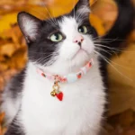 2 Pack Cotton Breakaway Cat Collar Pink Strawberries and White Heart Shaped Pendant Cute Kitten Cat Collar with Bell - Image 6