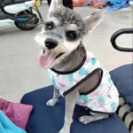 Summer Cat Dog Vest for Small Dogs Cats Mesh Pet Clothes Clothing Puppy Tshirt Yorkshire Shih Tzu Shirts roupa para cachorro - Image 3