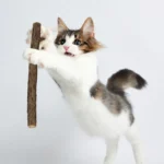 10Pcs/15Pcs/20Pcs Cat-Snack Polygonum Natural Polygonum Stick Molar Stick Thin Rod Polygonum Pet Supple - Image 3