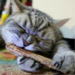 15-60pcs Natural Catnip Pet Cat Molar Toothpaste Stick Matatabi Actinidia Fruit Silvervine Cat Snacks Sticks Pet Cleaning Teeth - Image 3