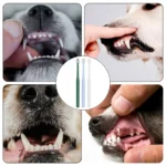 Pet Cat Toothbrush Super Soft Nylon Bristles Tooth Brush 360 Degree Oral Cleaning&Cat Face Blackhead Cleaning Cat Acne Brush - Image 6