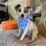 5PCS/S M L XL Dog Bandana Bulk Pet Dog Triangular Scarf Cotton Handkerchief and Scarf For Dogs Cat Bib Pet Dog Accessories - Image 2