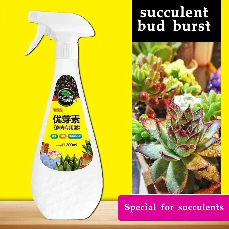 kf-Sbe8f4ea97864447d8e4cdf7f1831eb70X Succulent plant Eugenin promotes budding, dwarf fat, prevents leggy organic granules, succulent, and succulent 300ml - Image 1