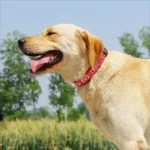 Adjustable Nylon Embroidered Dog Collar Custom ID Name Accessories Pet Collars For Small Medium Large Dogs Pets Supplies Perro - Image 6