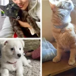 Pet Necklace Love Water Drop Water Diamond Cat Collar Dog Neck Jewelry Exquisite Cute Cat Gem Alloy Puppy Kitten Pet Supplies - Image 5