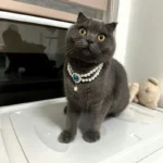 Luxury Dog Cat Pearl Necklace Collar with Diamond Pendant for Cats Dogs Puppy Wedding Costume Pet Crystal Jewelry Accessories - Image 4