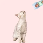 Pet Supplies Cat Strip Squeeze Spoon Cat Strip Feeder for Lickable Wet Cat Treats Pet Liquid Snack Feeding Tool Cat Feeder - Image 6