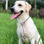 Dog Snake Chain Choke Collar P Chock Metal Chain Dog Collar Necklace Walking Training Pet Supplies for Small Medium Large Dogs - Image 5