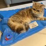 Animal Surgical Accessories Pet Vacuum Positioning Mat Small Veterinary Examination Pad Pet Care Room - Image 6