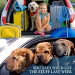 Pet Dog Cat Car Seat Dog Car Seat Belt Safety Protector Travel Pets Accessories Dog Leash Collar Breakaway Solid Car Harness - Image 6
