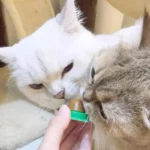 Cat Licking Catnip Ball, Wall-Mounted Nutrition Treat for Kittens - Image 4