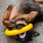 Dog Ring Toys Indestructible Chewing Flying Floating Training Tools Fetch for Small Medium Large Dogs Throwing Catching Flying - Image 4