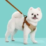 Pet Dog Harness Leash Set Small Medium Dog Cat Vest Breathable Puppy Chest Strap French Bulldog Chihuahua Harness Pet Supplies - Image 6