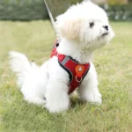 Adjustable dog harness no pull cute cat soft walking leash set pet dog vest vest teddy beagle suitable for small and medium dogs - Image 5