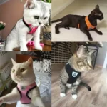 Breathable Mesh Cat Small Dog Harness And Leash Kitten Cats Harnesses Little Dog Puppy Harness For French Bulldog Chihuahua Pug - Image 2