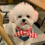 Cute Soft Dog Bandanas Breathable Adroable Dog Bibs with Red Plaid Bow Tie Triangle Bibs for Small Medium Puppy Cat - Image 2