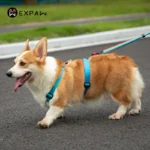 Adjustable Nylon Dog Harness Fashion Chest Vest No Pull Pet Puppy Harness for Small Medium Large Dogs Corgi Dog Supplies - Image 4