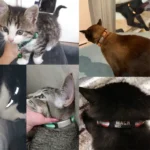 Reflective Cat Safety Buckle Collar Adjustable Custom Personalized ID Free Engraving Nylon Puppy Kittens Necklace - Image 6
