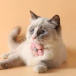 Cat Bell Collar Colorful Adjustable Sweat Cute Cartoon Pet Collar Sun Flower Bowtie Soft Polyester Small Dog Cat Necklace - Image 5