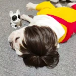 NONOR Pet Wigs Cosplay Props Funny Dogs Cats Cross-Dressing Hair Hat Costumes Head Accessories for Halloowen Christmas Supplies - Image 4