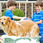 Dog Bath Brush Silicone Pet Massage Brush, Pet Shampoo Brush Massage Rubber Bathing Comb with Adjustable Circular Handle - Image 3