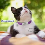 Glitter Cat Safety Buckle Collar Adjustable Custom Personalized ID Free Engraving Nylon Puppy Kittens Necklace - Image 3