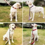 Dog Leash Short Dogs Leash Durable Nylon Leashes for Large Dog Walking Rope Comfortable Handle Dogs Leashes Seat Belts Pet Chain - Image 2