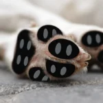 Anti-Slip Dog Paw Pads Detachable Pet Shoe Insoles Easy Foot Protectors Traction Control Stickers for Pets indoor outdoor - Image 4