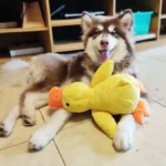 Dog sleeping with a dog hug duck toys to relieve boredom of little yellow duck pet interactive plush doll pet supplies - Image 4
