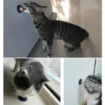Healthy Cat Snacks Licking Solid Nutrition Energy Ball Long Strong Transparent Cover Convenient Portable Pet Cat Products - Image 4