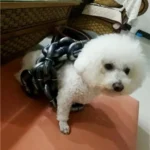 Sensationally Funny Pet Lead Puppy Cat Leash Big Plastic Simulated Iron Chain for Dogs Daily Walks Doggies Halloween Accessories - Image 3