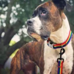 Forest Pattern Collar Pet Accessories Pet Stripes Polyester National Wind Dog Rope Adjustable Nylon Dog Collar Personalized - Image 6