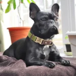 Free Custom PU Leather Dog Collar Engraved Dog Collars Adjustable Pet Buckle ID Necklace Durable for Small Medium Large Dogs Pug - Image 5