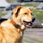 10 Colors Pet Dog Collar Nylon Neck Collar for Small Mdium Large Dog Chihuahua Leash Reflective Collars Supplies Pet Accessories - Image 6