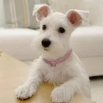 Bling Bone Pet Collar-Adjustable Necklace for Small Dogs and Cats-Cute and Fancy Accessory for Puppies-Adds Style and Glamour - Image 4
