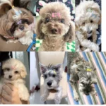 Pcs/set Bone Shape Pet Dog BB Clips Cute Dog Hair Clips Hairpin Puppy Cat Dog Grooming Accessories - Image 4