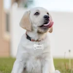 Personalized Engraved High Quality Dog Cat Tags with Name and Phone Number Bone Shaped Pet Pendant for Custom Pet Identification - Image 4