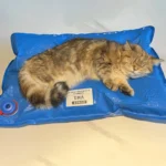 Animal Surgical Accessories Pet Vacuum Positioning Mat Small Veterinary Examination Pad Pet Care Room - Image 5