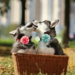 Big Flower-Collar 50px Dog Flower Collar Accessory Dog Bow Tie Pet Supplies Dog Accessories Bow Tie Collars For Small Dogs - Image 6