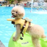 Summer Little Bee Dog Swimsuit Waterproof Puppy Life Jacket Breathable Dog Clothes Harness Swimming Safety for Dog Pet Supplies - Image 5