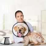 Pet Elizabeth Collar Soft Puppy Cat Anti Bite Recovery Cone Small Dog Wound Healing Neck Ring Post Surgery Protective Accessorie - Image 3