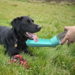 550ML Dog Water Bottle Portable Foldable Dogs Water Dispenser for Outdoor Walking Hiking Leak Proof Puppy Water Cup Pet Supplies - Image 4