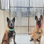 Durable Metal Buckle Pet Collars for Medium Large Dogs Solid Nylon Big Dog Collar with Handle Greyhound Mascotas Accessories - Image 3