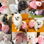 Summer Strawberry Dress for Dog Pet Clothing Dog Suspender Skirt Dog Clothes Cats Puppy Print Cute Dog Mesh Dress Pet Supplies - Image 2