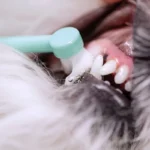 Pet Toothbrush Dog Toothbrush Mini Head Brush for Dog Teeth Cleaning Comfortable Hair Dogs Teeth Brush Oral Care Pet Products - Image 2